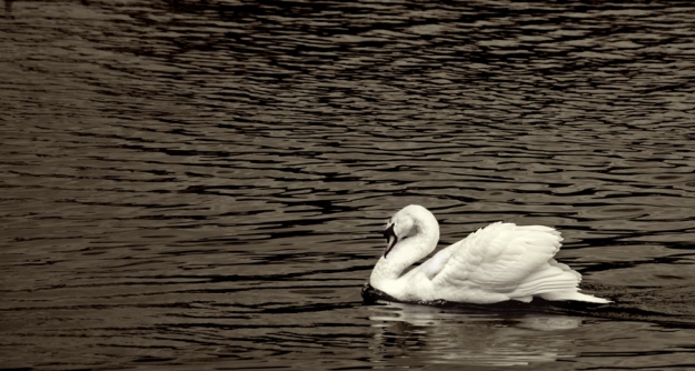 swan # 3855